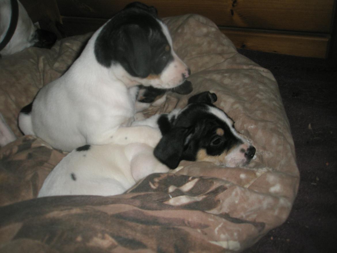 Dansk svensk gaardhund bitten billede 8