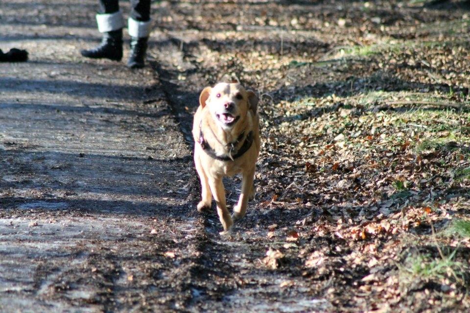 Labrador retriever Seko - "Kommer nu, moooaar!" :D billede 13