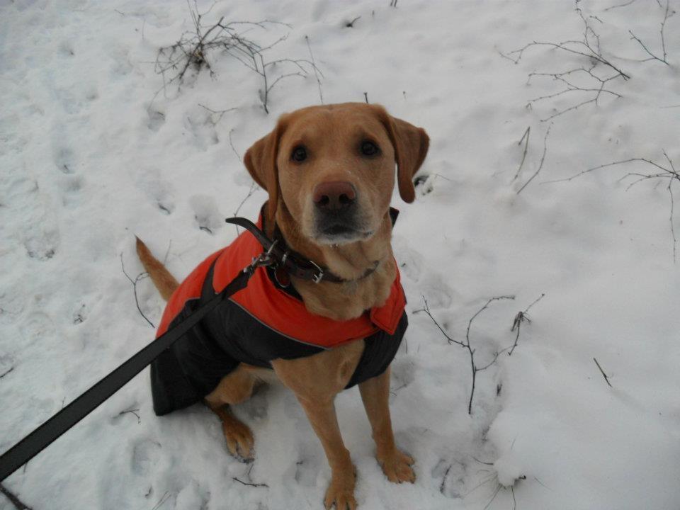 Labrador retriever Seko - Seko's fine vinterjakke billede 14