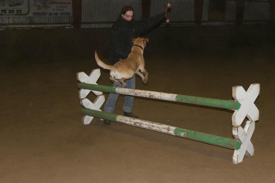 Labrador retriever Seko - Seko springer ca 50cm. billede 15