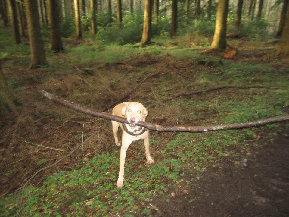 Labrador retriever Seko billede 16