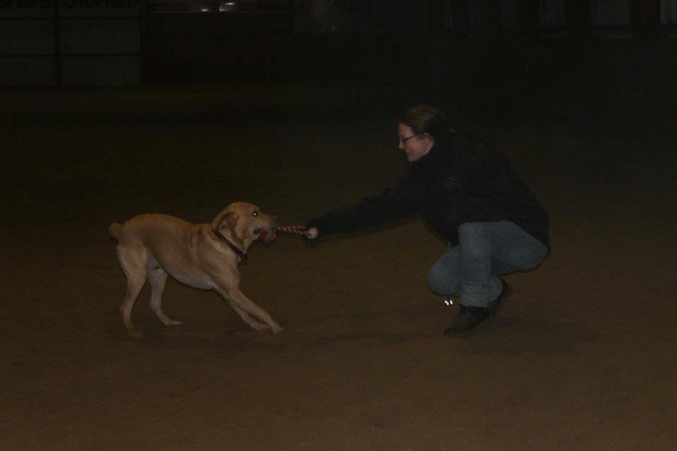 Labrador retriever Seko - Trækker tov i ridehuset billede 17