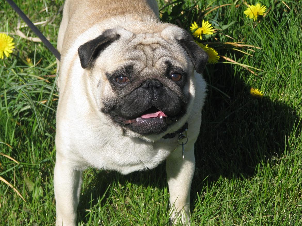 Mops Loui (Dreng) billede 7