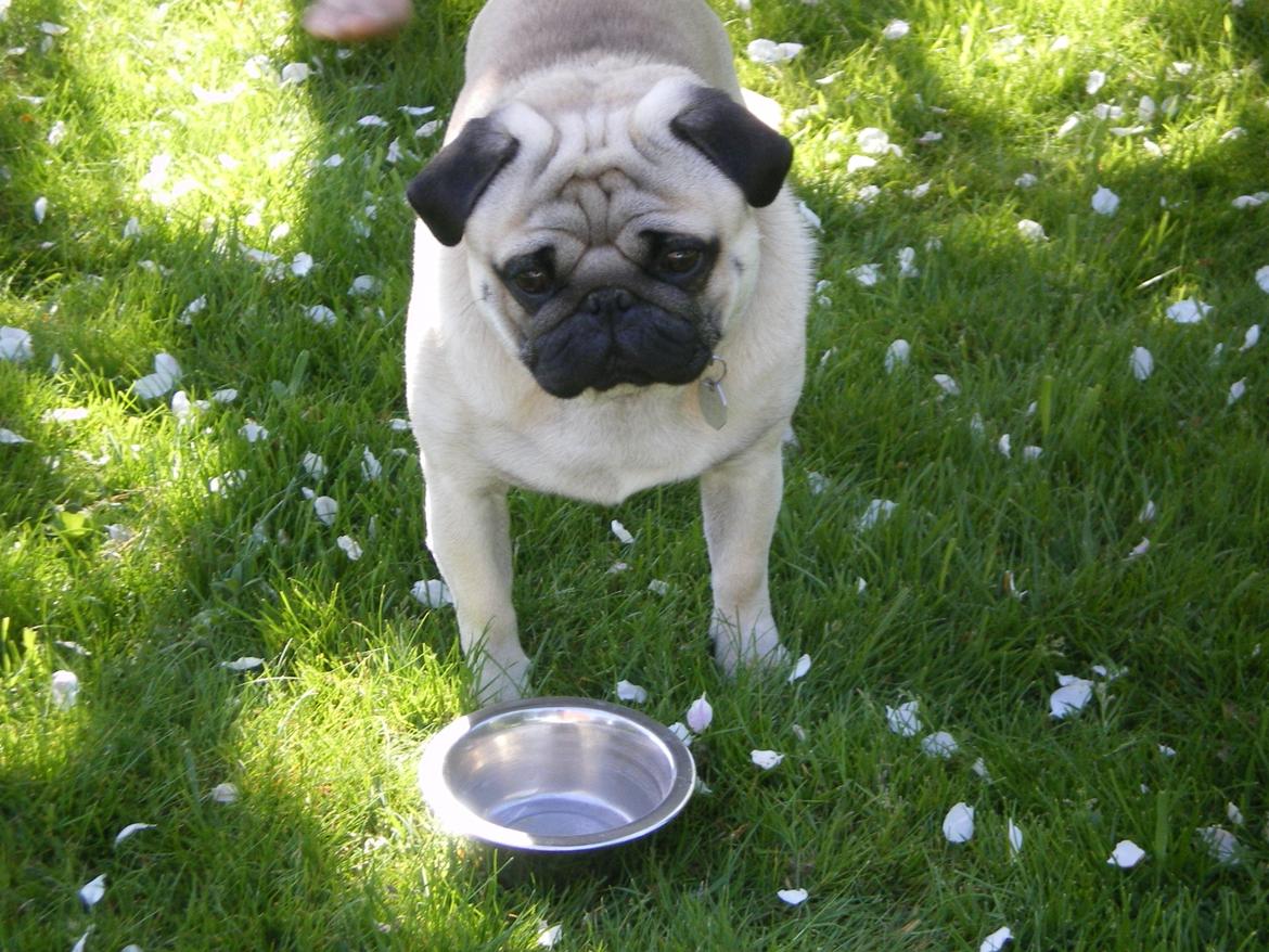 Mops Loui (Dreng) billede 8