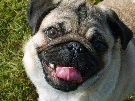 Mops Loui (Dreng) billede 10