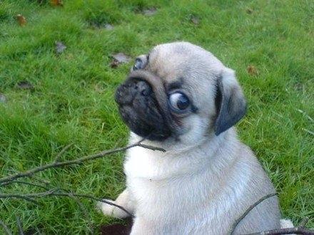 Mops Loui (Dreng) billede 11