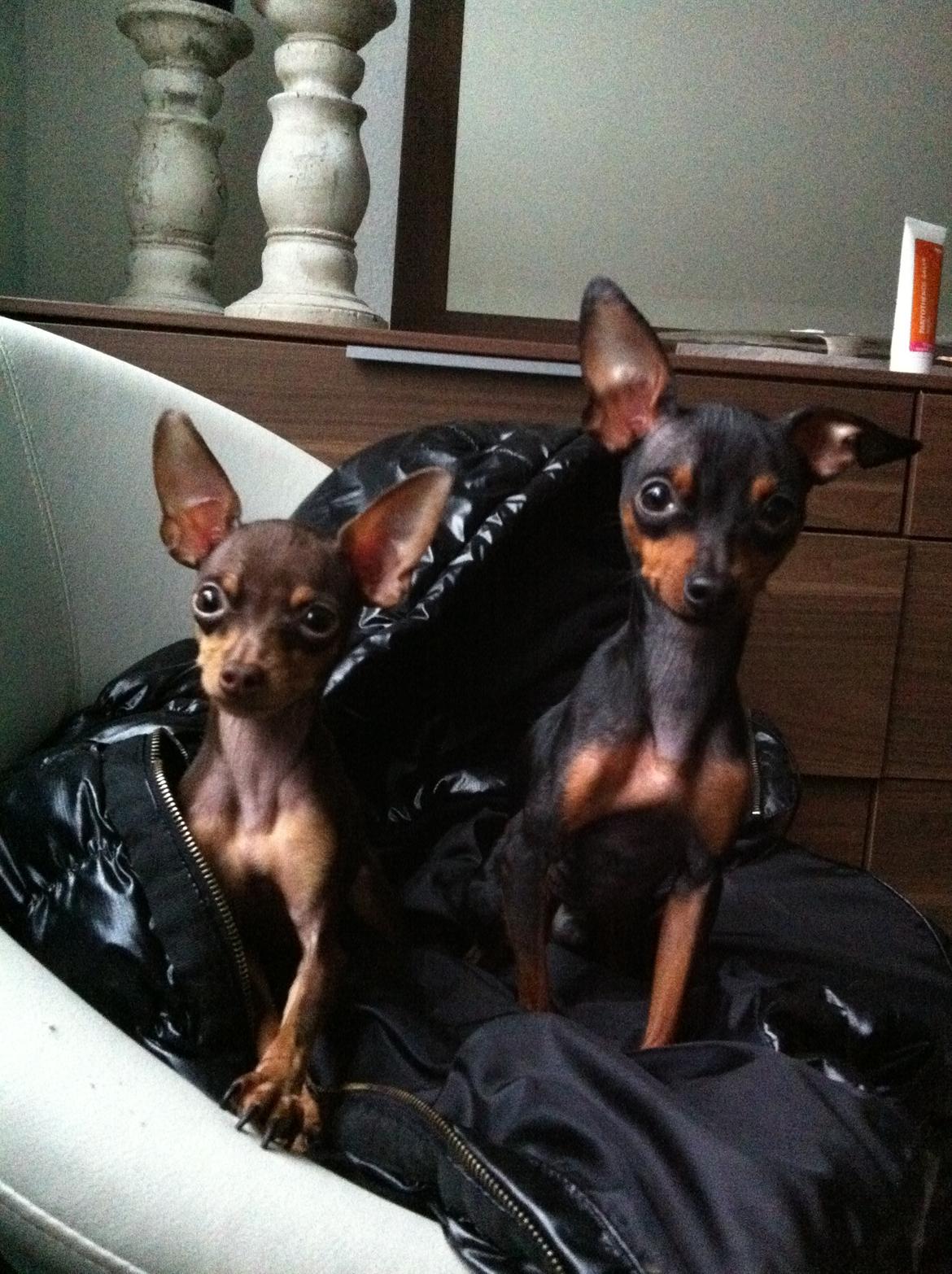 Prazsky krysarik Charlie billede 18