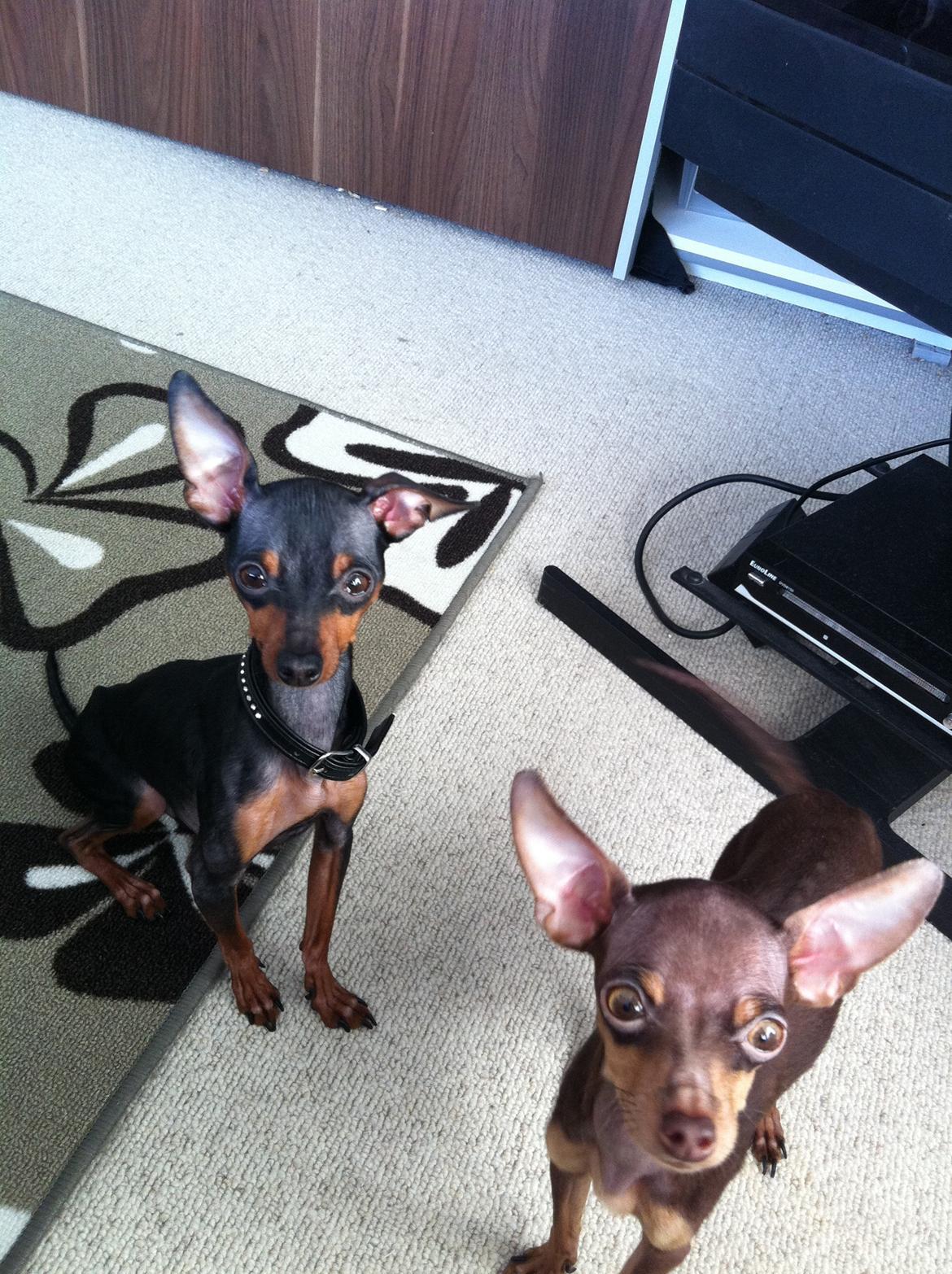 Prazsky krysarik Charlie billede 19