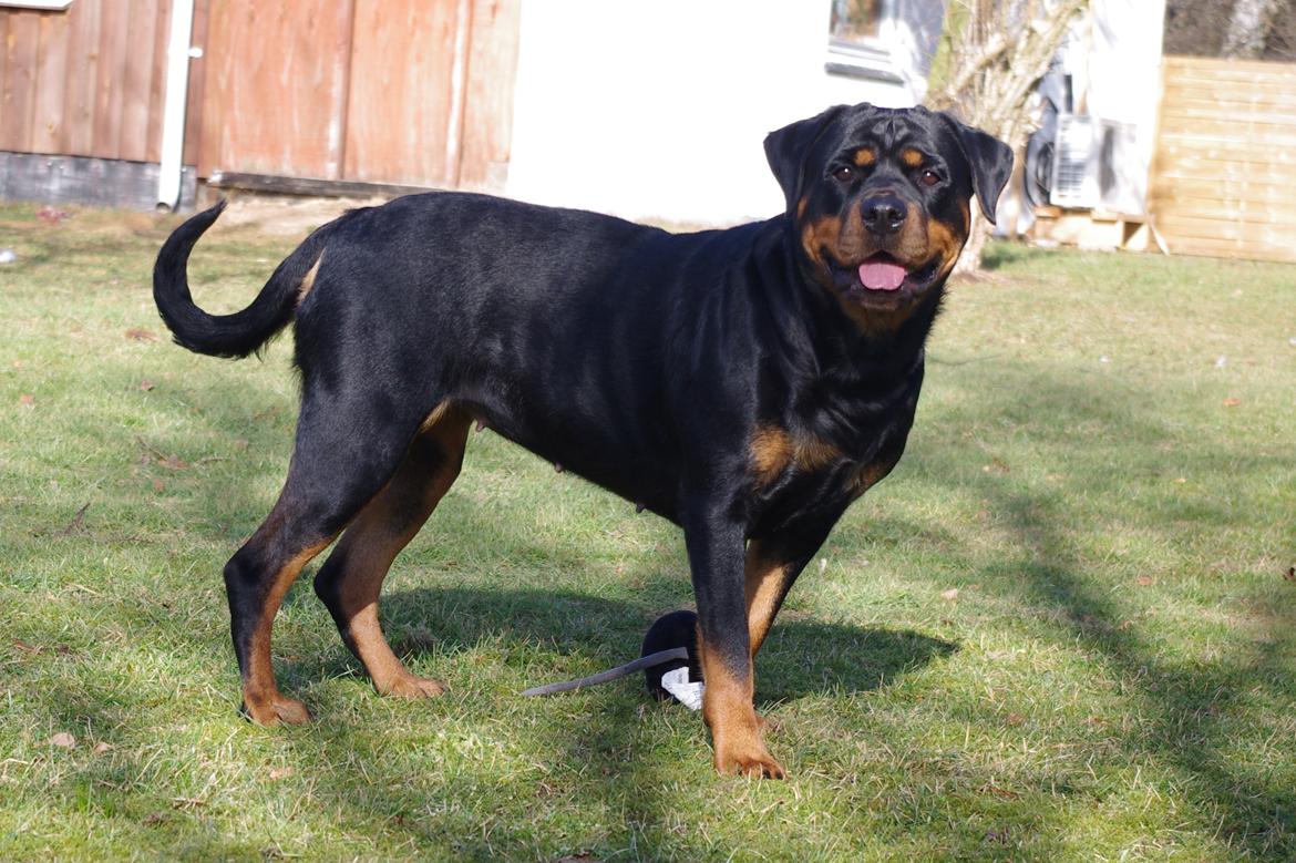 Rottweiler Vom Hause Wenorra Fadia - Feb. 2012 billede 28