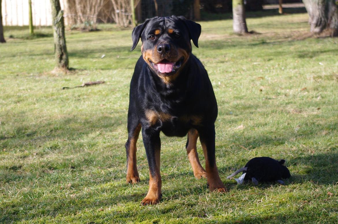 Rottweiler Vom Hause Wenorra Fadia - Feb 2012 billede 29