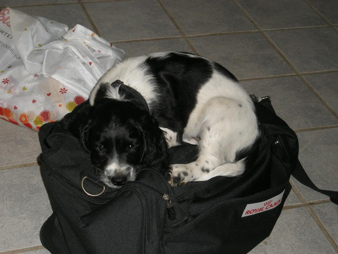 Field Trial spaniel Sacho - Sacho som hvalp....:-) billede 14