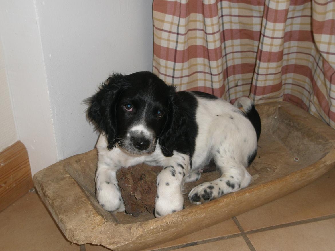 Field Trial spaniel Sacho - Sacho som hvalp... igen igen:-) billede 15
