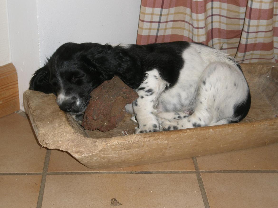 Field Trial spaniel Sacho - igen som hvalp... billede 16