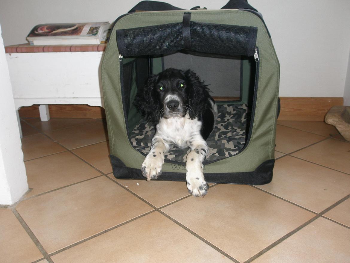 Field Trial spaniel Sacho billede 17