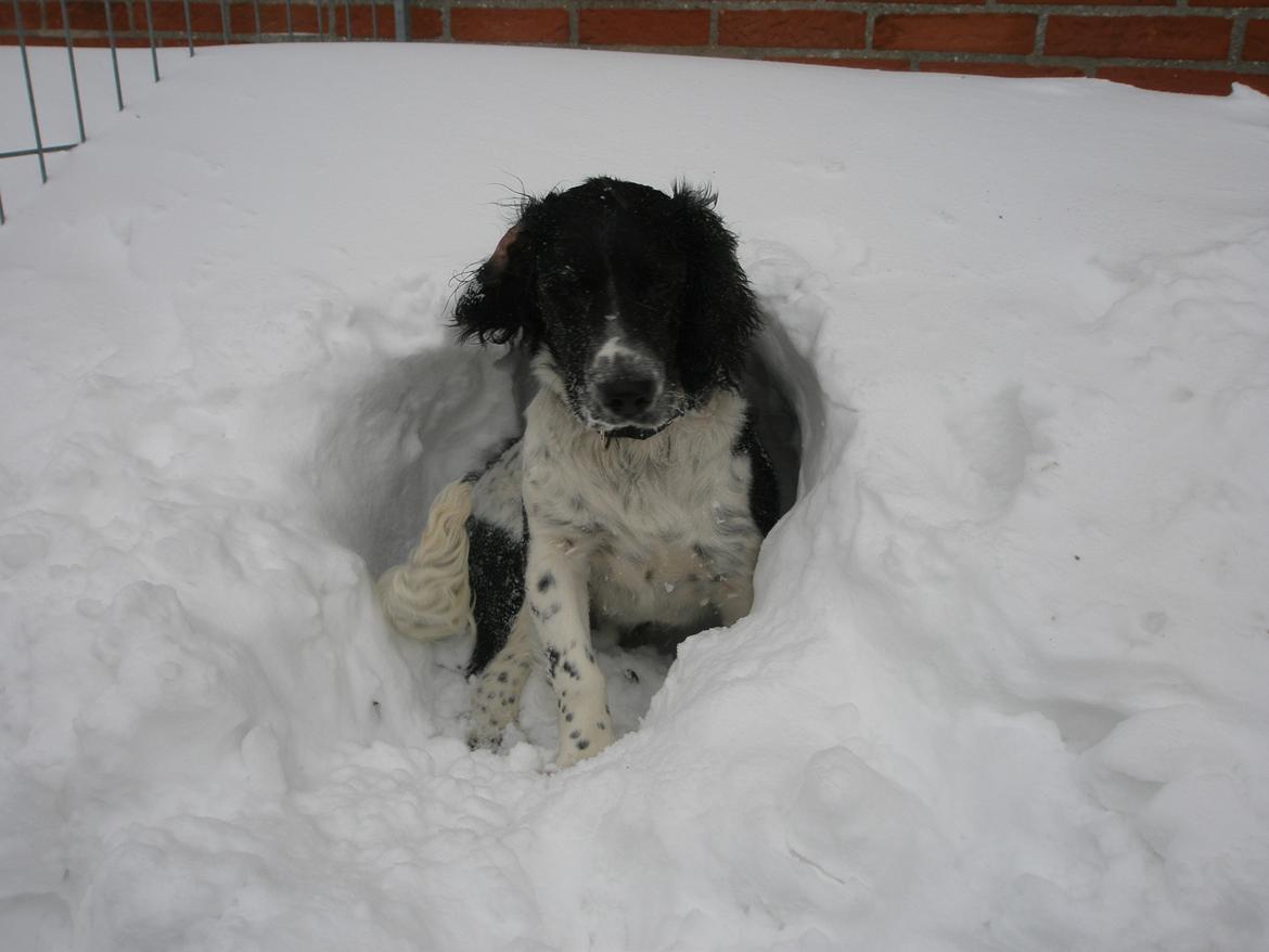 Field Trial spaniel Sacho billede 18