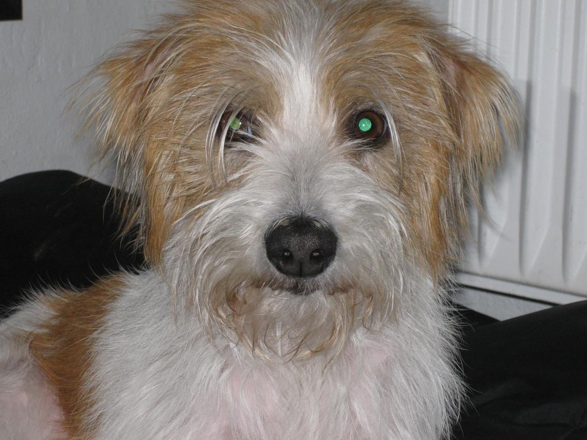 Kromfohrländer Luna billede 2