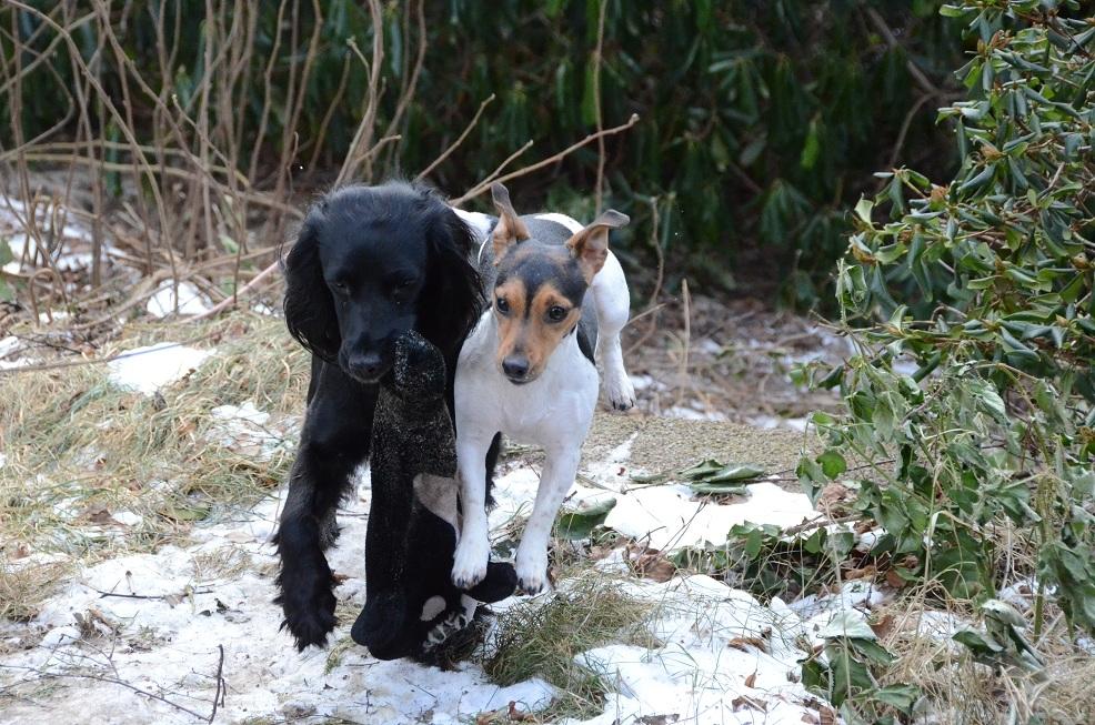 Blanding af racer Vicky billede 3