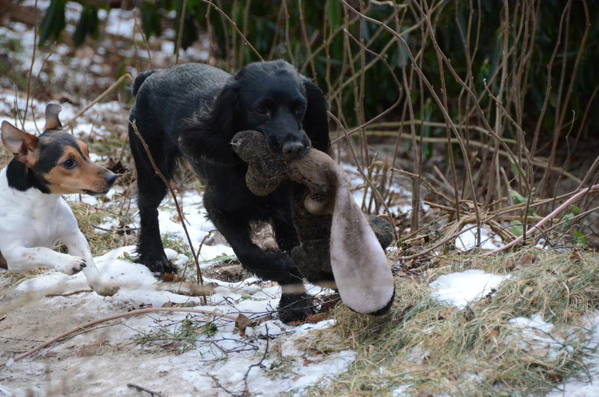 Blanding af racer Vicky billede 4