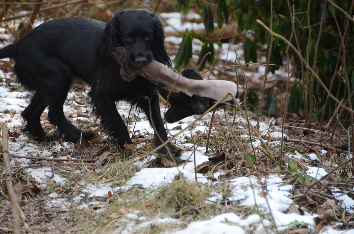 Blanding af racer Vicky billede 5