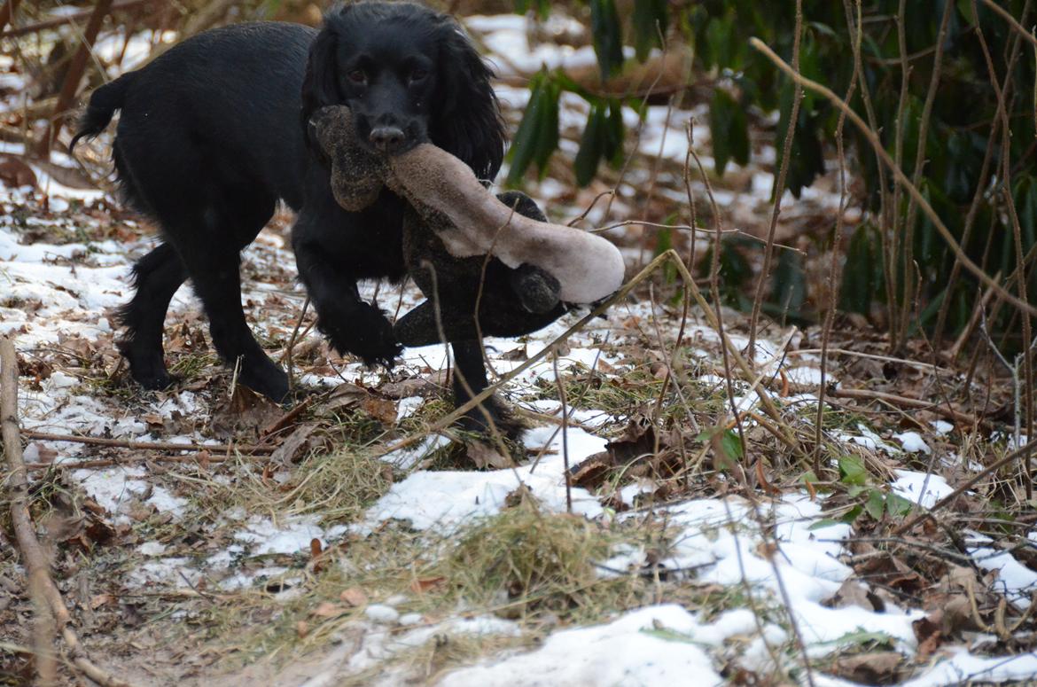 Blanding af racer Vicky billede 6