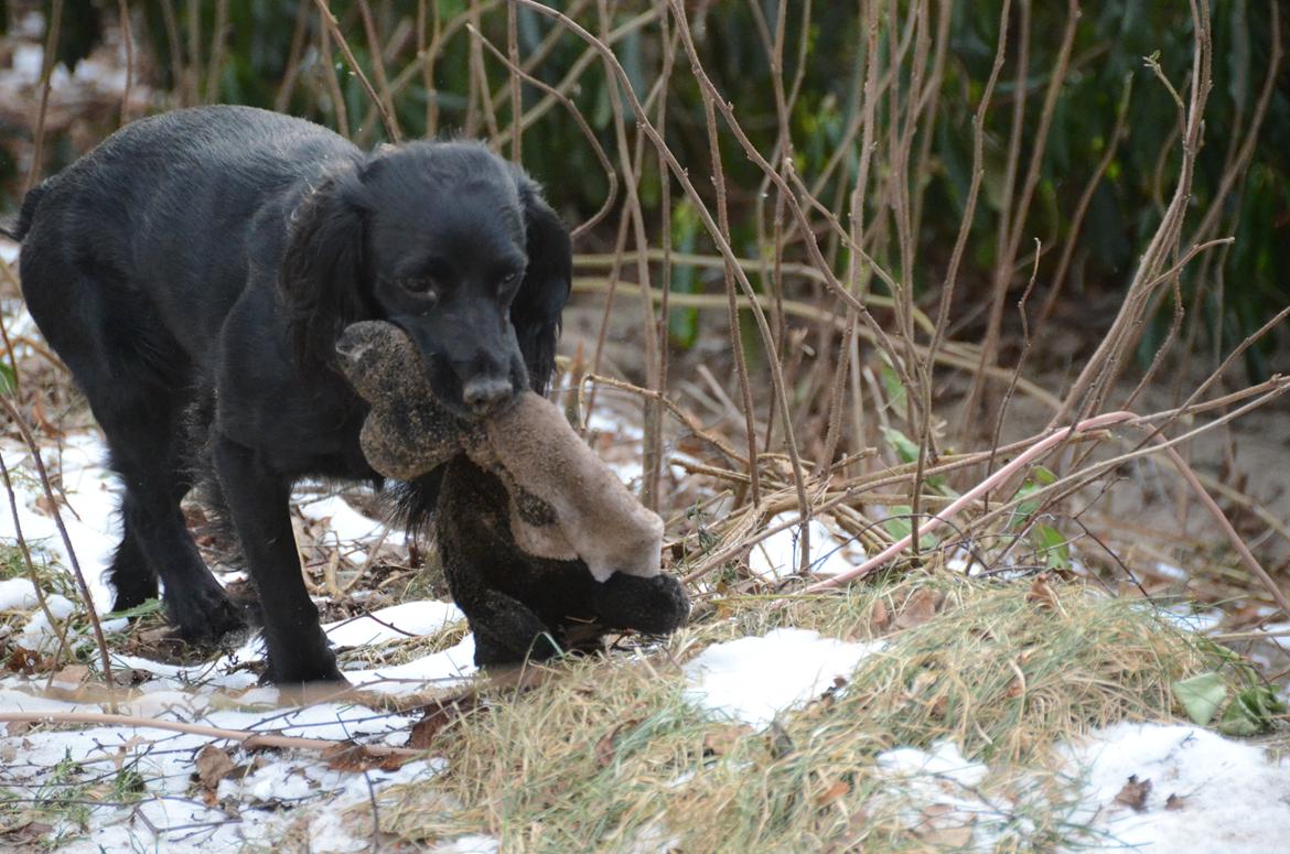 Blanding af racer Vicky billede 7