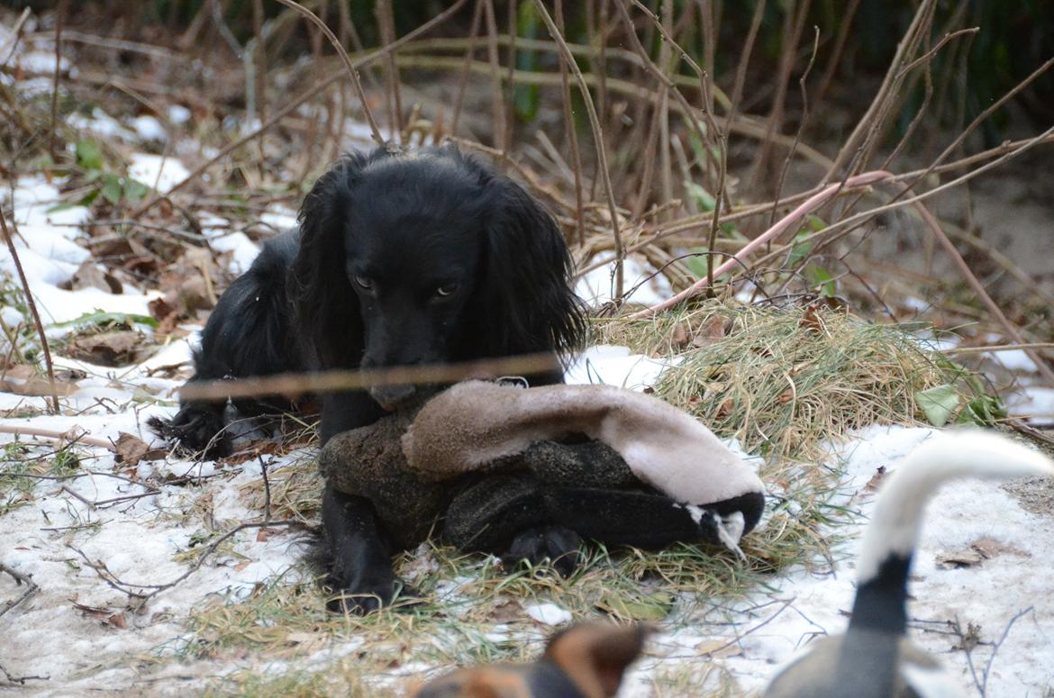 Blanding af racer Vicky billede 8