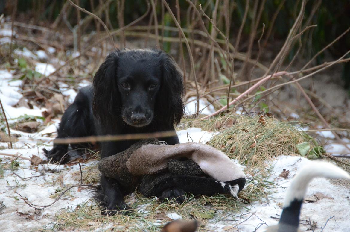 Blanding af racer Vicky billede 9