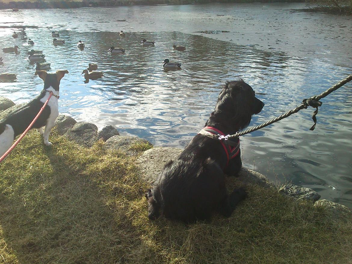 Blanding af racer Vicky billede 10