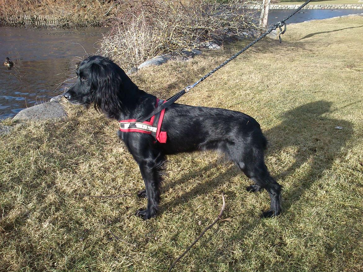 Blanding af racer Vicky billede 11