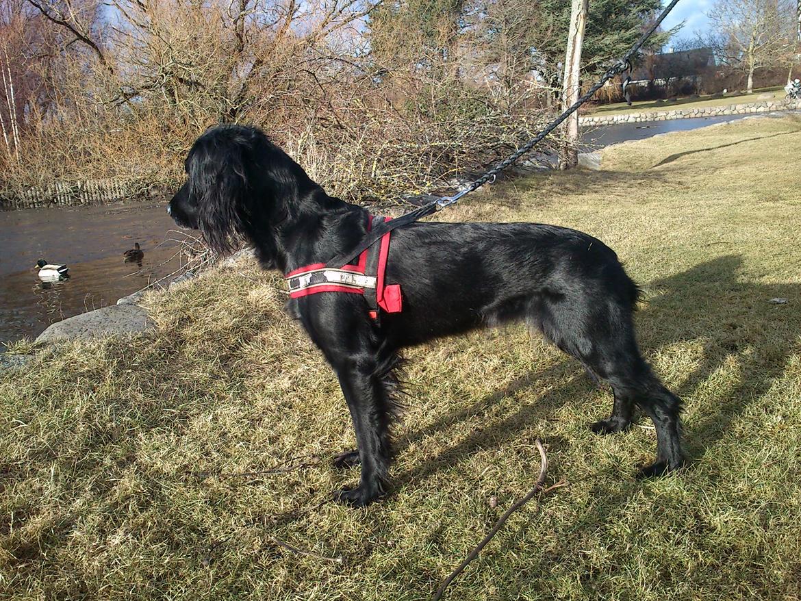 Blanding af racer Vicky billede 12