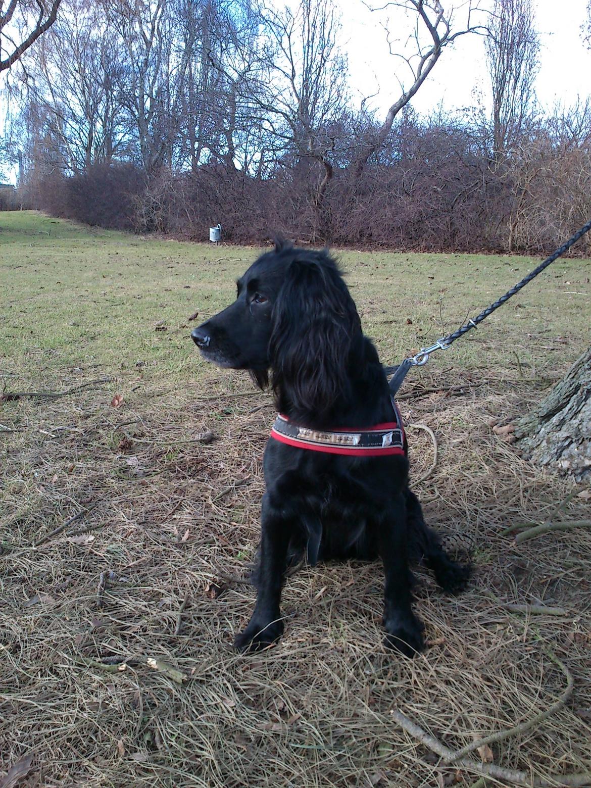 Blanding af racer Vicky billede 2