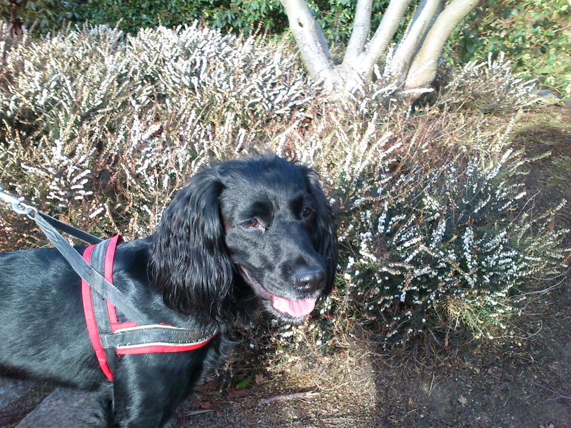 Blanding af racer Vicky billede 13