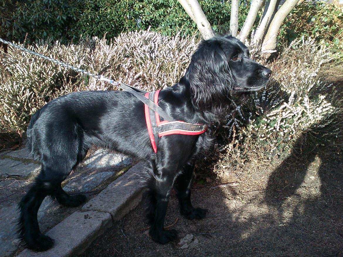 Blanding af racer Vicky billede 14