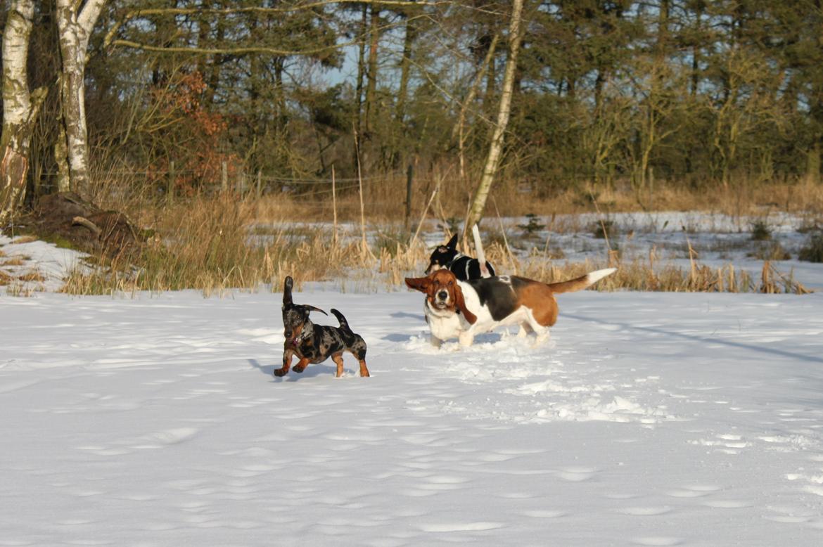 Gravhund Lindholms Smilla Zoe billede 10