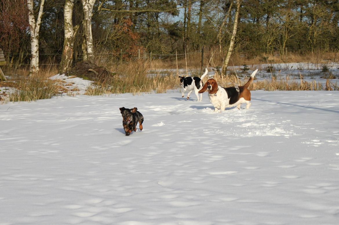 Gravhund Lindholms Smilla Zoe billede 11