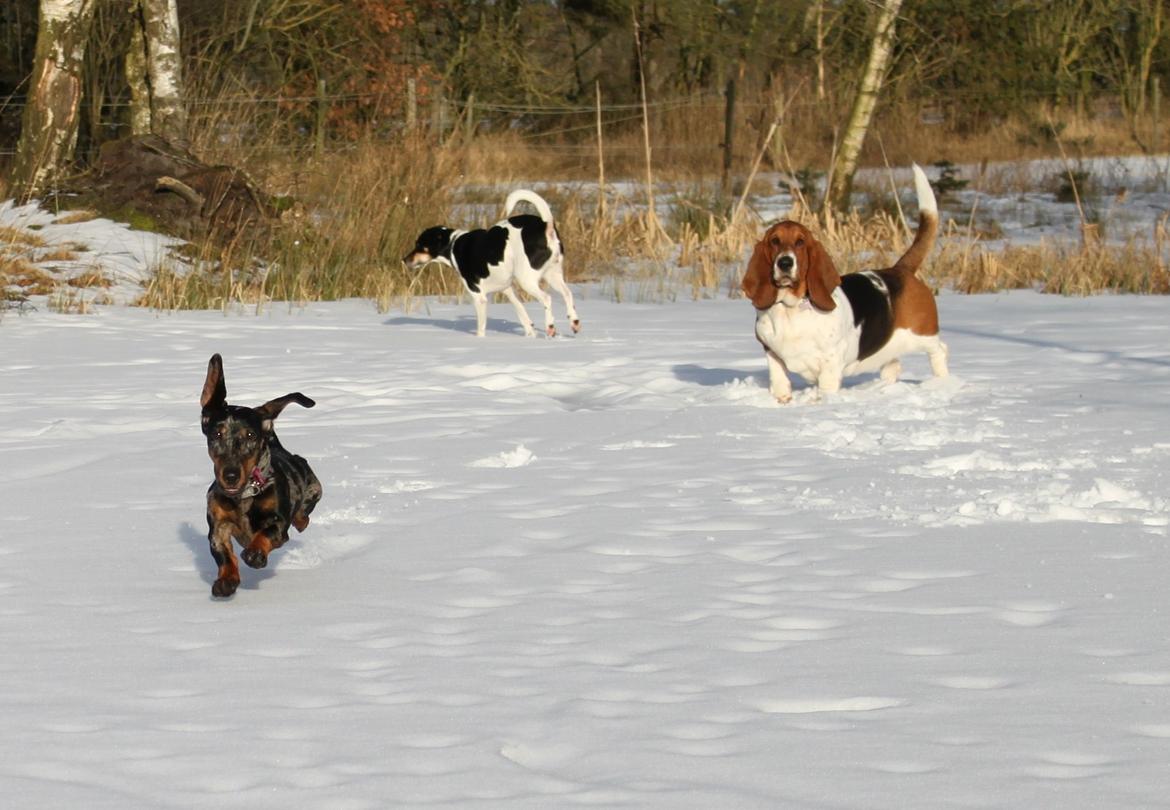 Gravhund Lindholms Smilla Zoe billede 12