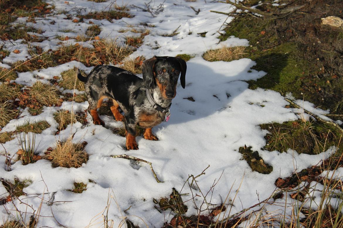 Gravhund Lindholms Smilla Zoe billede 13