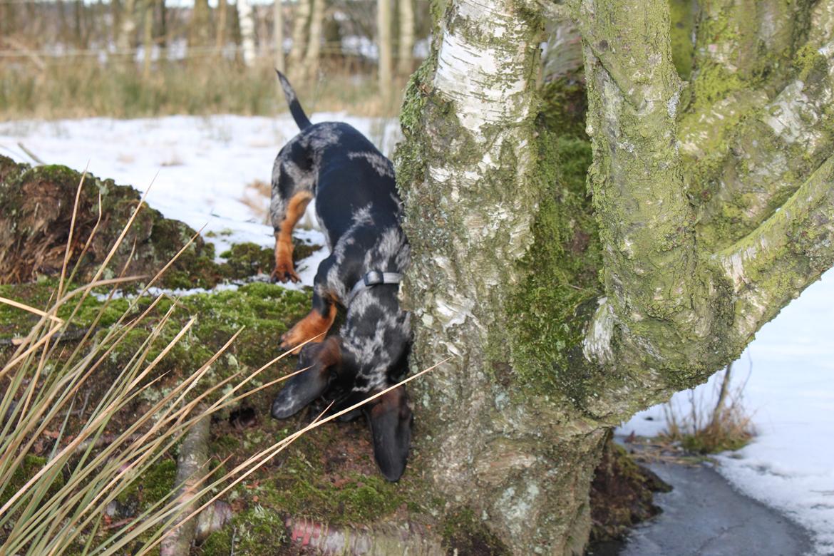 Gravhund Lindholms Smilla Zoe billede 16