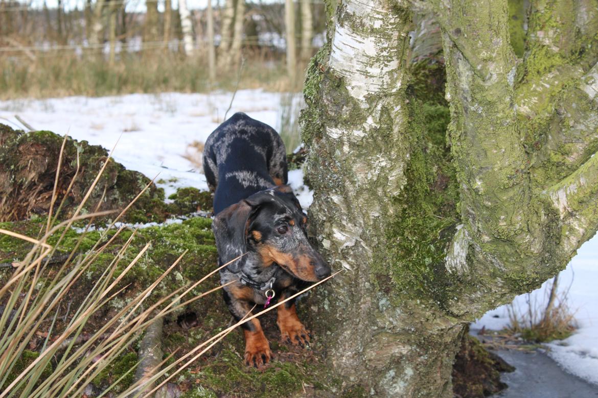 Gravhund Lindholms Smilla Zoe billede 17