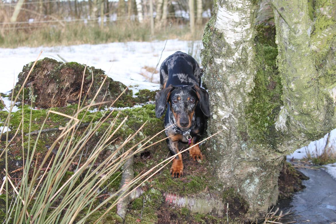 Gravhund Lindholms Smilla Zoe billede 18