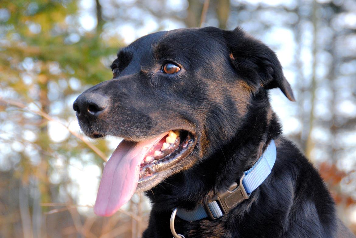 Labrador retriever Newton <3 billede 23