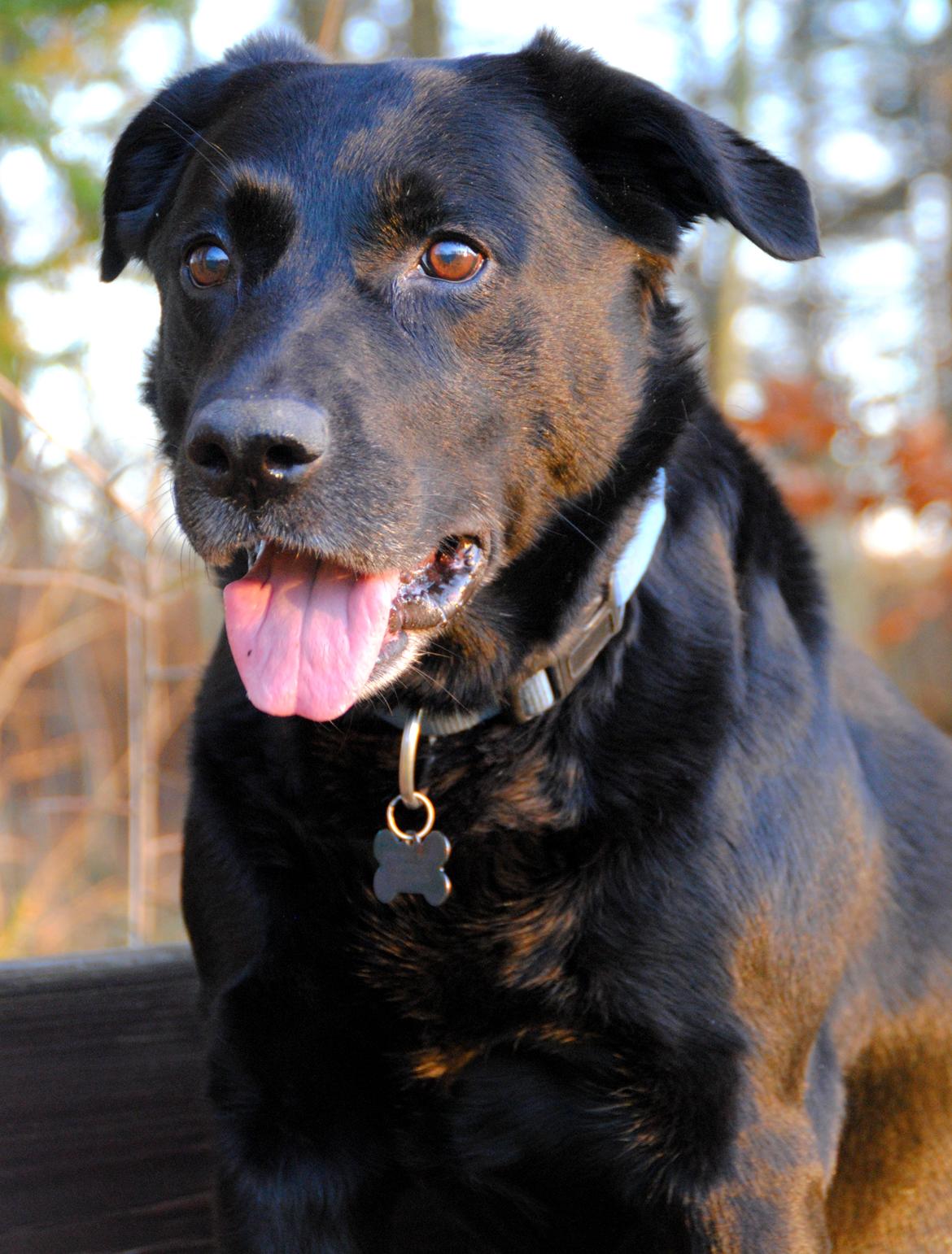 Labrador retriever Newton <3 - Flotte Newton!<3
Leg i haven 25-02-2012 :-) billede 7