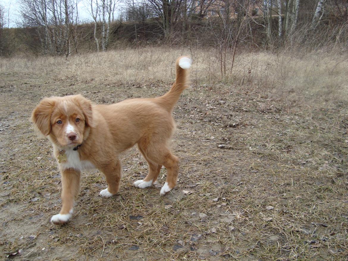 Nova scotia duck tolling retriever Redborn first Contact (Dixie) [Himmelhund] - 13 uger billede 31