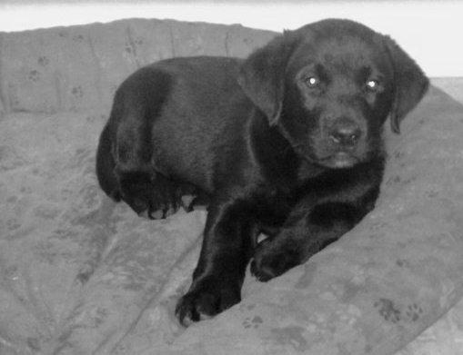 Labrador retriever Buddy billede 10