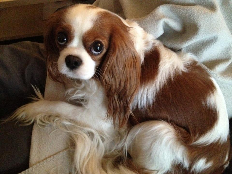 Cavalier king charles spaniel Cirkeline (Himmelhund d. 22. november 2016) billede 12