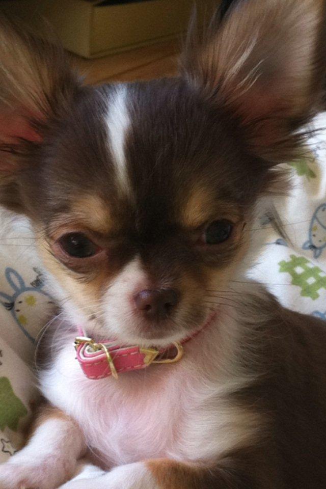 Chihuahua Gaja billede 1