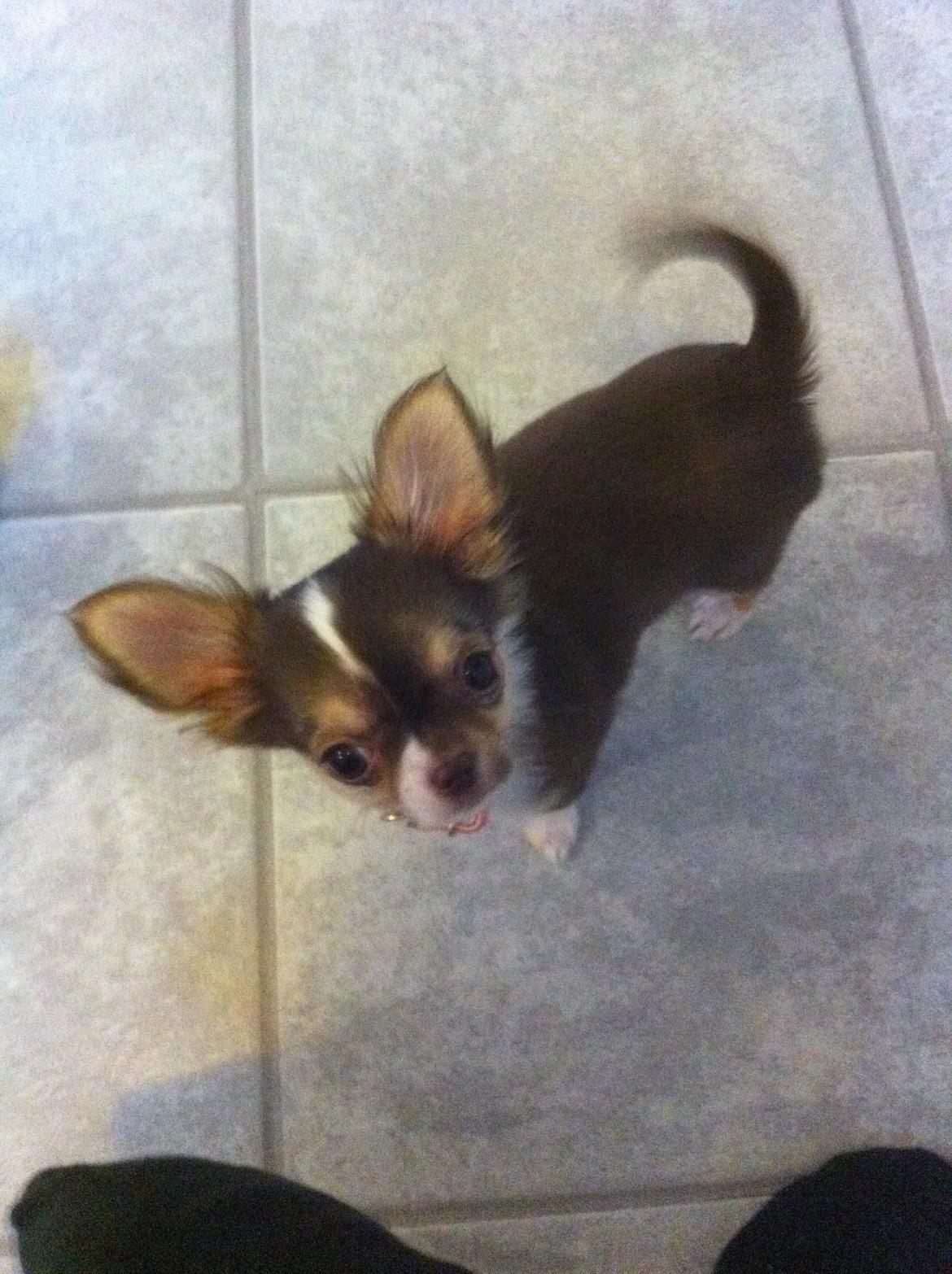 Chihuahua Gaja billede 2