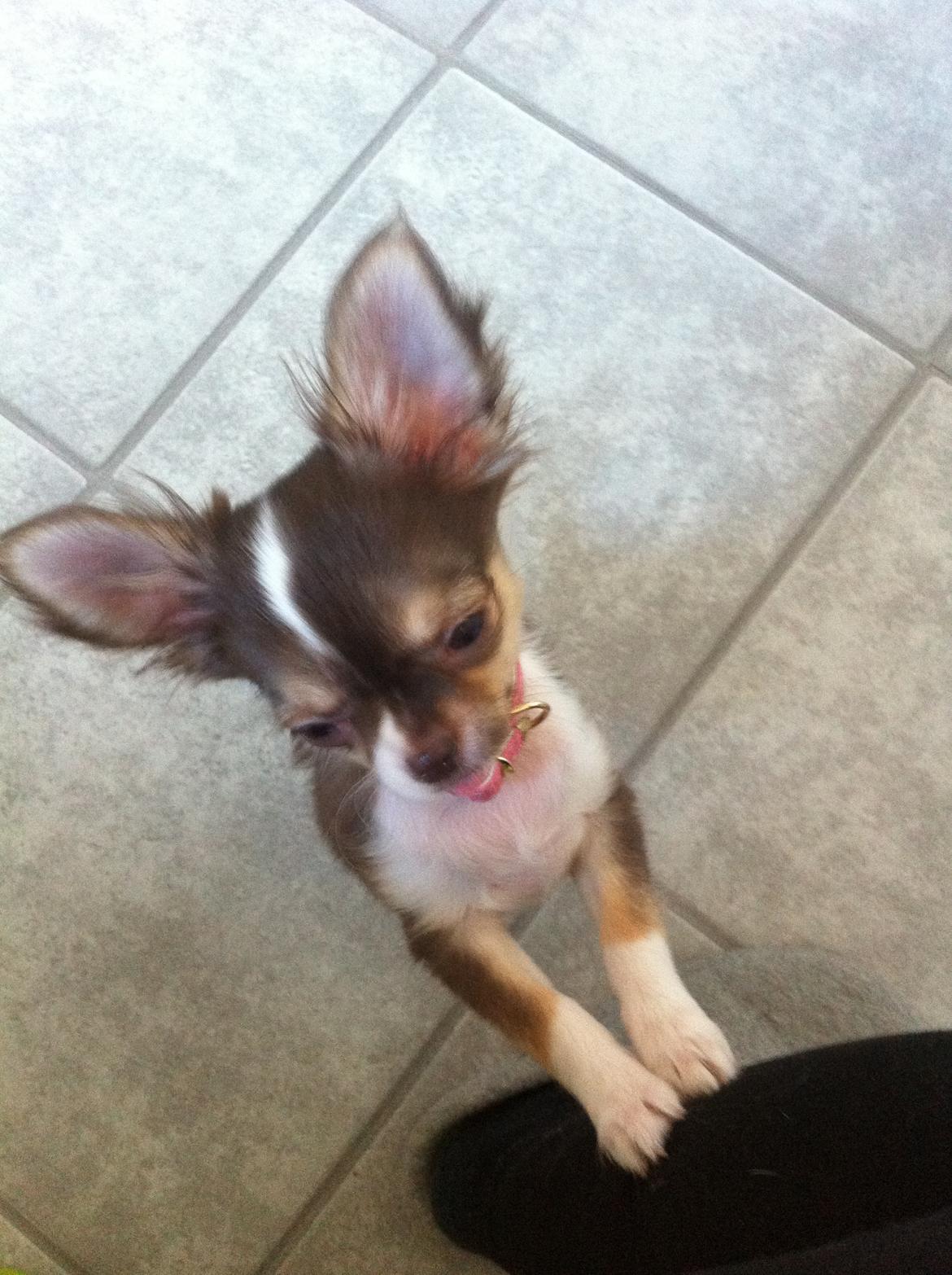 Chihuahua Gaja billede 3