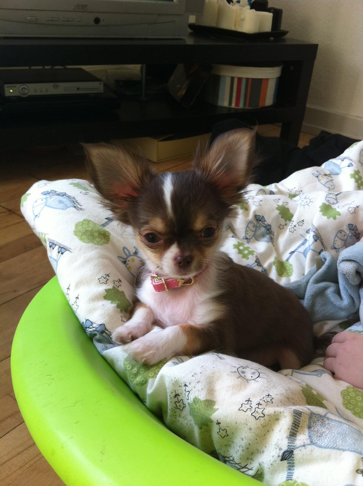 Chihuahua Gaja billede 4