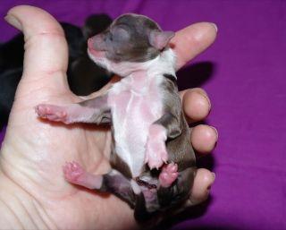 Chihuahua Gaja - Baby Gaja billede 5